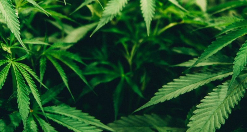 CANNABIS AUMENTA LA INFLAMACIÓN CEREBRAL EN EPISODIOS PSICÓTICOS, REVELA ESTUDIO