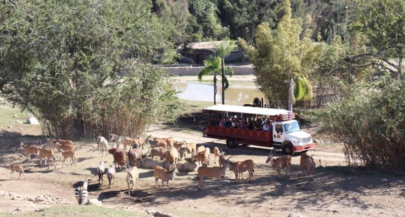 MÁS DE MIL TURISTAS PASARON LA NOCHE EN EL ZOOLÓGICO GUADALAJARA POR HECHOS VIOLENTOS; AUTORIDADES BRINDAN RESGUARDO Y APOYO
