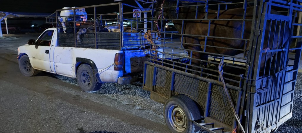 EN LA PUERTA DE SEGURIDAD NORTE DE AGS ASEGURAN EQUINOS Y BOVINOS DE LOS QUE NO ACREDITARON LA LEGAL PROPIEDAD