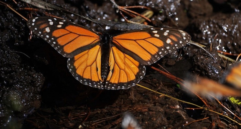 VUELVEN A SER LAS REINAS: PRESENCIA DE LA MARIPOSA MONARCA AUMENTA 64%