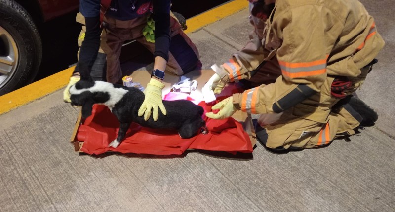 PERRITO ATROPELLADO Y QUE PERDIÓ UNA PATITA FUE ATENDIDO POR BOMBEROS DE AGS