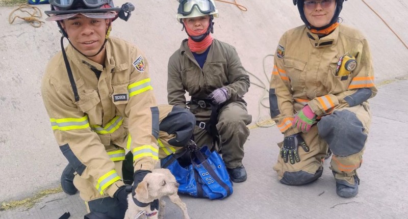 BOMBEROS DEL MUNICIPIO DE AGUASCALIENTES RESCATARON A UN PERRITO