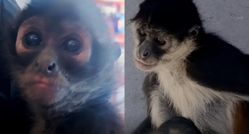 PROFEPA RESCATA A DOS MONOS ARAÑA EN AGUASCALIENTES; ESPECIE ESTÁ EN PELIGRO DE EXTINCIÓN Y SU POSESIÓN ESTÁ PROHIBIDA