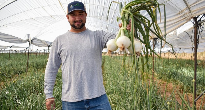 13 MIL TONELADAS DE CEBOLLA PRODUCE AL AÑO EL CAMPO DE AGUASCALIENTES
