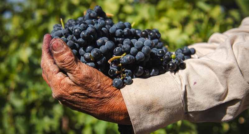 AGUASCALIENTES SERÁ SEDE DEL PRIMER CONGRESO INTERNACIONAL DEL VINO MEXICANO 
