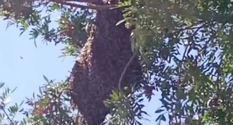 REPORTAN PANAL DE ABEJAS EN ESCUELA PRIMARIA DEL EJIDO LAS CUMBRES