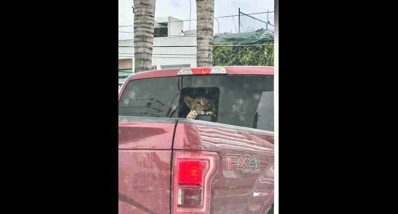 HERMOSO CACHORRO DE LEÓN ERA TRANSPORTADO EN UNA CAMIONETA
