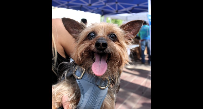 ISSEA MANTIENE JORNADAS DE ESTERILIZACIÓN DE MASCOTAS, ES UNA MANERA DE  PROTEGER SU SALUD