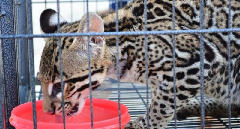 VA PT POR PROHIBICIÓN ABSOLUTA DE POSESIÓN DE FAUNA SILVESTRE COMO MASCOTAS; PIDE GARANTIZAR BIENESTAR ANIMAL
