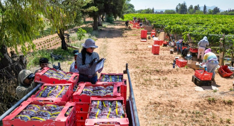 PRODUCTORES DE UVA DE COSÍO PODRÁN VENDER MEJOR SUS COSECHAS CON EL APOYO DE TERE JIMÉNEZ