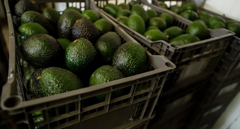 BLINDAN AL AGUACATE DEL NARCO EN MÉXICO: SEMARNAT PROHÍBE EXPORTACIÓN SI FUE CULTIVADO EN HUERTAS DEFORESTADAS